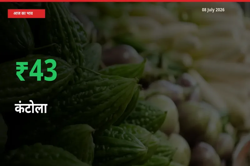 कंटोला 42.94% उछला, मंडी