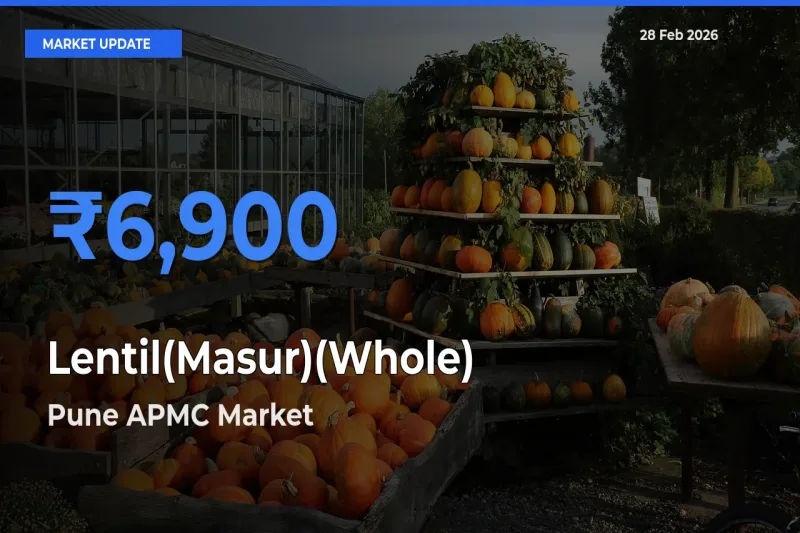 Pune APMC Records Highest ₹6,900 Rate for Lentil(Masur)(Whole)