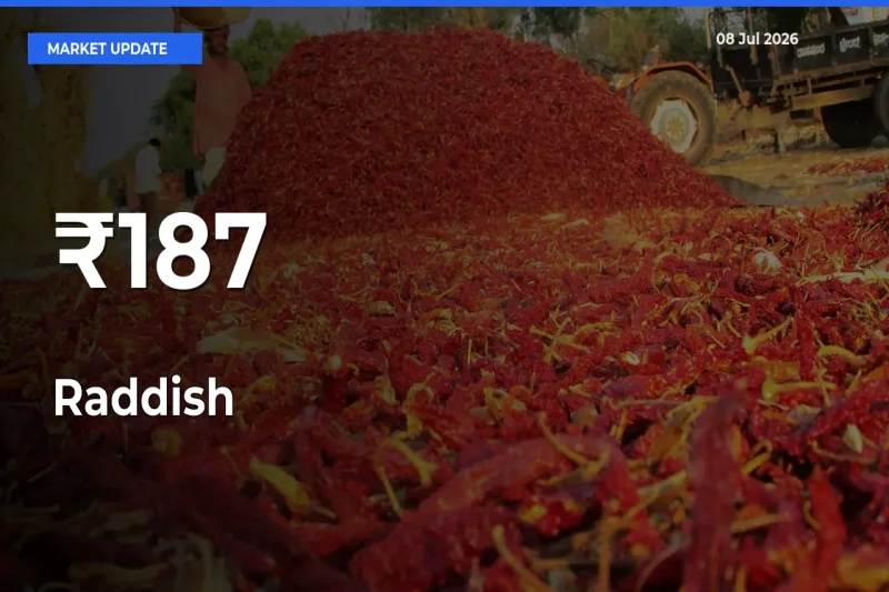 Raddish Prices Trend Across 187+ Mandis – Market Direction Turns Clear