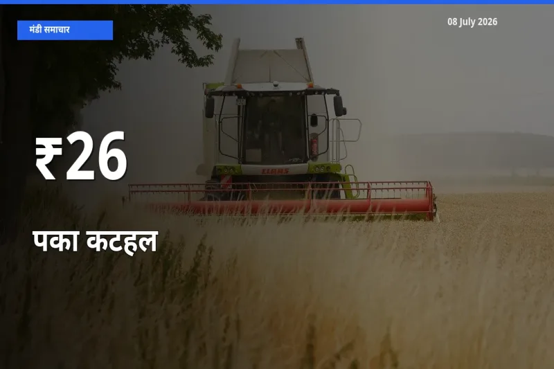पका कटहल के दाम 26+ मंडियों में बदले, बाज़ार का रुझान स्पष्ट