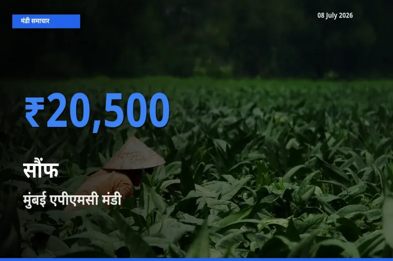 आज सौंफ के सबसे ज़्यादा दाम मुंबई एपीएमसी मंडी में दर्ज
