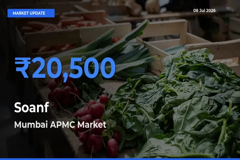 Mumbai APMC Tops Soanf Rates – July 08 Market Update