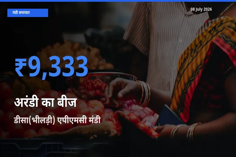 आज अरंडी का बीज के सबसे ऊँचे दाम ₹9,333 डीसा(भीलड़ी) एपीएमसी मंडी में
