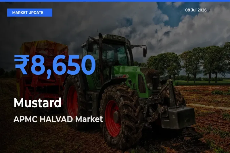 APMC HALVAD Records Highest ₹8,650 Rate for Mustard