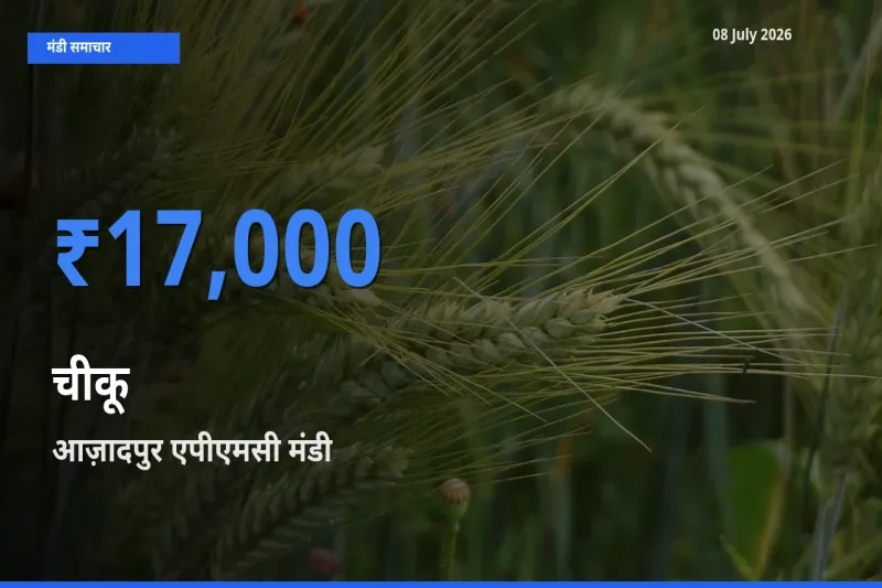 किसानों की पसंद बना आज़ादपुर एपीएमसी, चीकू के सबसे अच्छे दाम