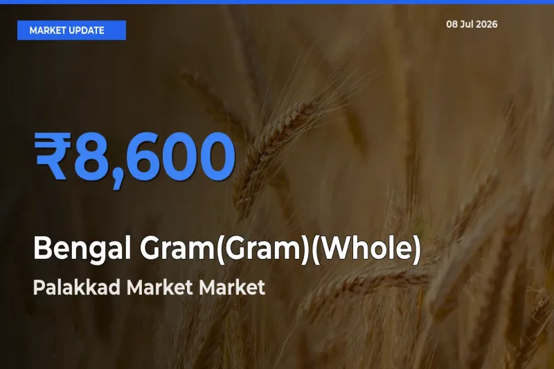 Palakkad Market Offers ₹8,600 – Highest Bengal Gram(Gram)(Whole) Rate Today