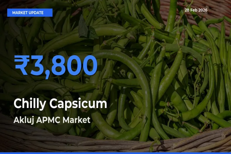 Farmers Prefer Akluj APMC as Chilly Capsicum Hits Highest Rate
