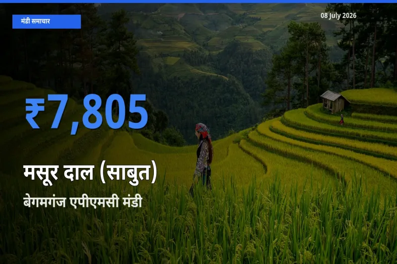 किसानों की पसंद बना बेगमगंज एपीएमसी, मसूर दाल (साबुत) के सबसे अच्छे दाम