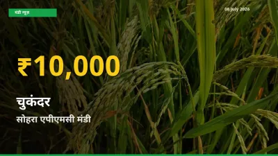 चुकंदर के भावों में जबरदस्त उछाल, सोहरा एपीएमसी में नया उच्च स्तर