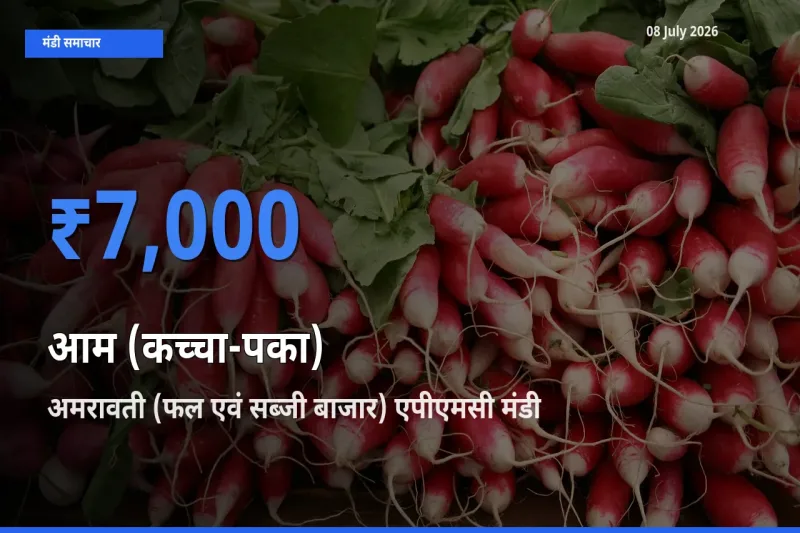 टॉप मंडी बना अमरावती (फल एवं सब्जी बाजार) एपीएमसी! आम (कच्चा-पका) के सबसे ऊँचे दाम यहीं दर्ज