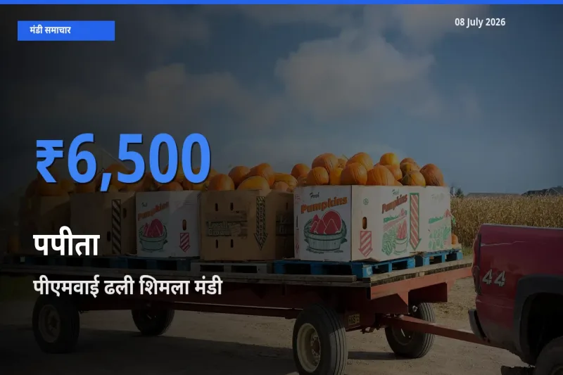 टॉप मंडी बना पीएमवाई ढली शिमला! पपीता के सबसे ऊँचे दाम यहीं दर्ज