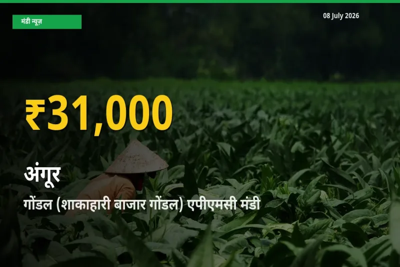30 दिनों में सबसे ऊँचे स्तर पर अंगूर के दाम, गोंडल (शाकाहारी बाजार गोंडल) एपीएमसी में उछाल
