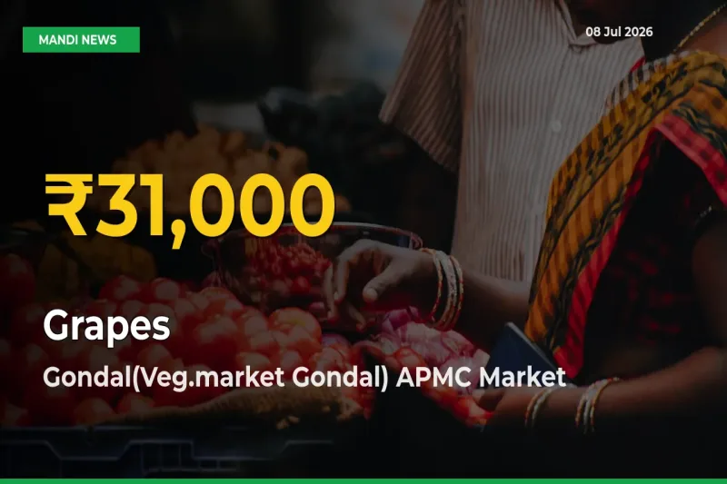 Farmers Benefit as Grapes Rate Touches New High in Gondal(Veg.market Gondal) APMC