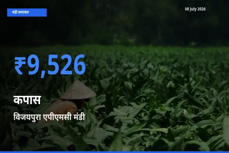 आज कपास के सबसे ऊँचे दाम ₹9,526 विजयपुरा एपीएमसी मंडी में