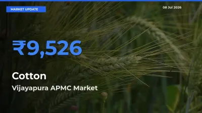 Vijayapura APMC Tops Cotton Mandi Rates Today