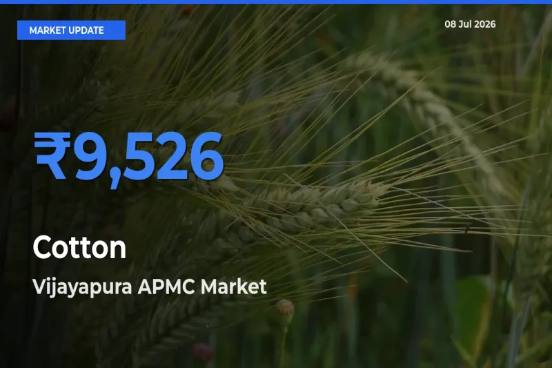 Vijayapura APMC Tops Cotton Mandi Rates Today