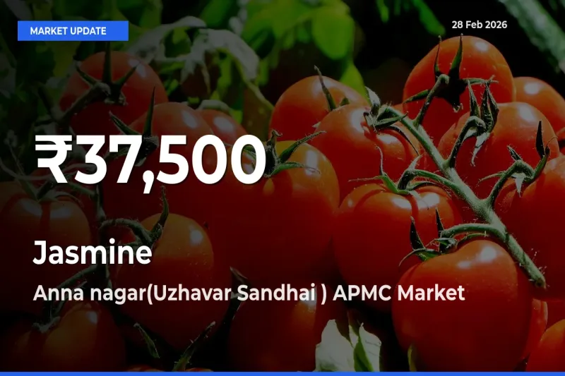 Jasmine Hits 30-Day Low in Anna nagar(Uzhavar Sandhai ) APMC