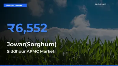 Siddhpur APMC Offers ₹6,552 – Highest Jowar(Sorghum) Rate Today