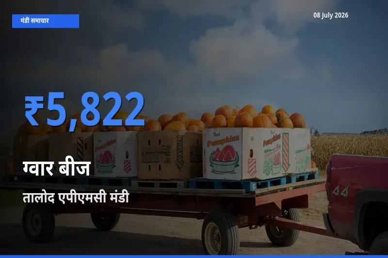 किसानों की पसंद बना तालोद एपीएमसी, ग्वार बीज के सबसे अच्छे दाम