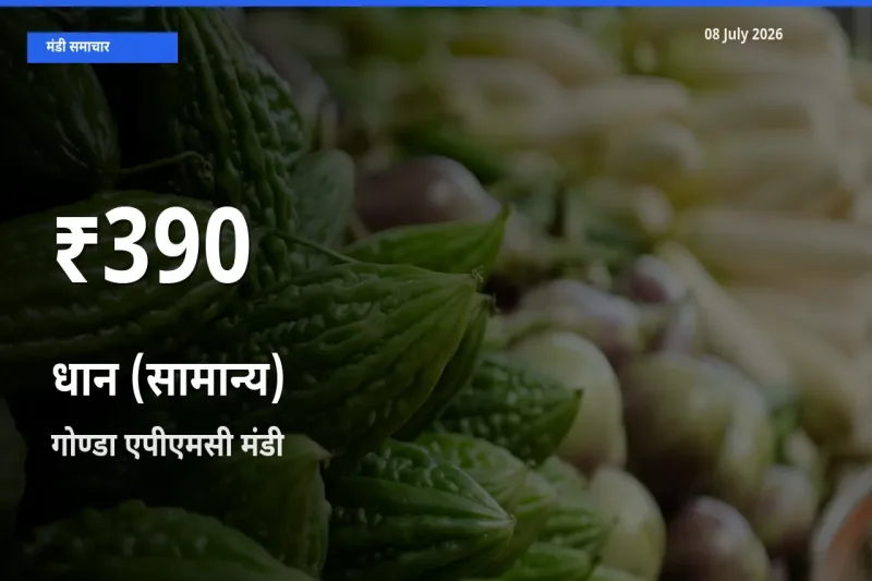रिकॉर्ड गिरावट नहीं, लेकिन 30 दिन का न्यूनतम! गोण्डा एपीएमसी में धान (सामान्य) के दाम फिसले