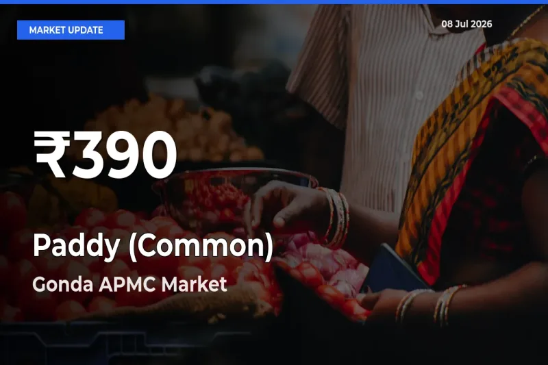 Paddy (Common) Prices Touch 30-Day Low in Gonda APMC – July 08 Update