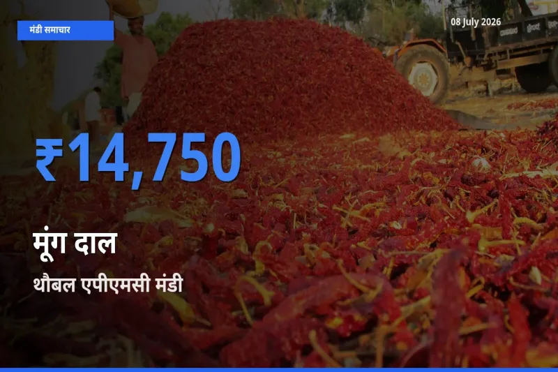 आज का मंडी भाव: मूंग दाल के सबसे ज़्यादा दाम थौबल एपीएमसी में