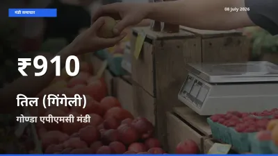 गोण्डा एपीएमसी में तिल (गिंगेली) के दाम 30 दिन के न्यूनतम स्तर पर, आज का मंडी भाव देखें