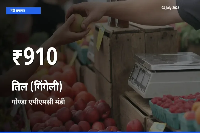 गोण्डा एपीएमसी में तिल (गिंगेली) के दाम 30 दिन के न्यूनतम स्तर पर, आज का मंडी भाव देखें