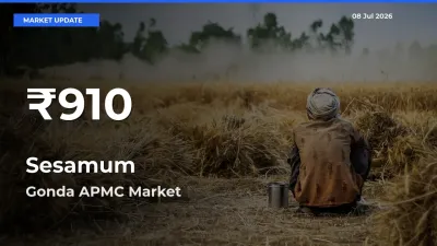 Farmers Concerned as Sesamum Hits 30-Day Low in Gonda APMC