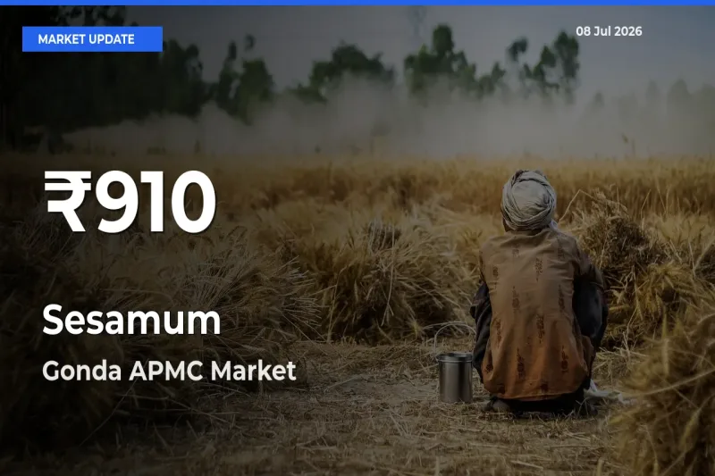Farmers Concerned as Sesamum Hits 30-Day Low in Gonda APMC