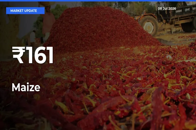 Maize Mandi Prices Move in Sync Across Major Markets Today