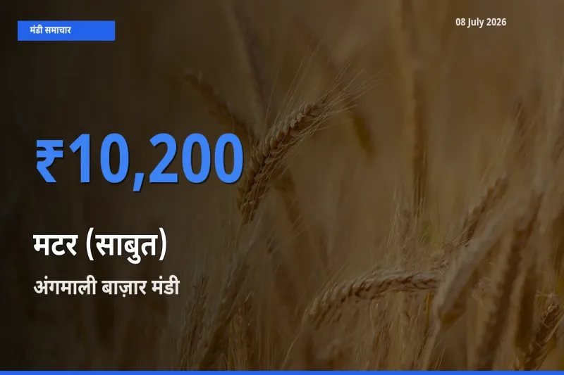 आज का मंडी भाव: मटर (साबुत) के सबसे ज़्यादा दाम अंगमाली बाज़ार में