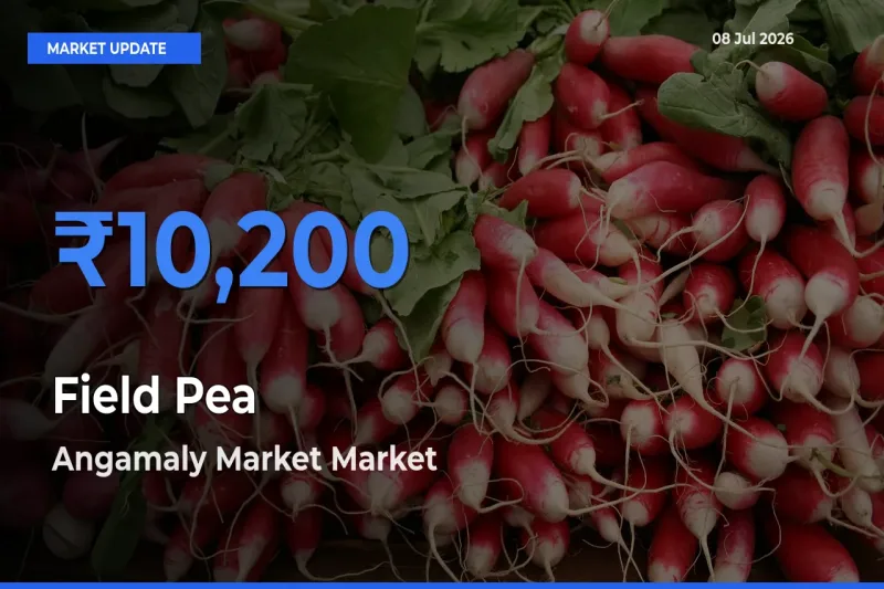 Top Performer! Angamaly Market Offers Best Field Pea Price Today