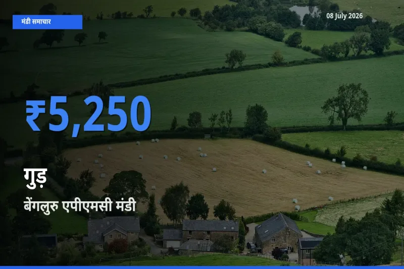 बेंगलुरु एपीएमसी मंडी में आज गुड़ के सबसे ऊँचे दाम दर्ज