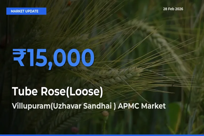 Villupuram(Uzhavar Sandhai ) APMC Records Highest ₹15,000 Rate for Tube Rose(Loose)