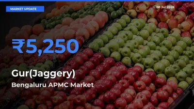 Bengaluru APMC Tops Gur(Jaggery) Mandi Rates Today