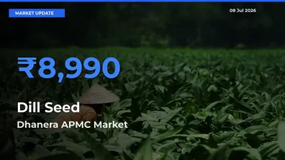 Dhanera APMC Records Highest ₹8,990 Rate for Dill Seed