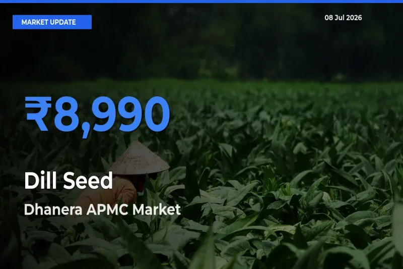 Dhanera APMC Records Highest ₹8,990 Rate for Dill Seed