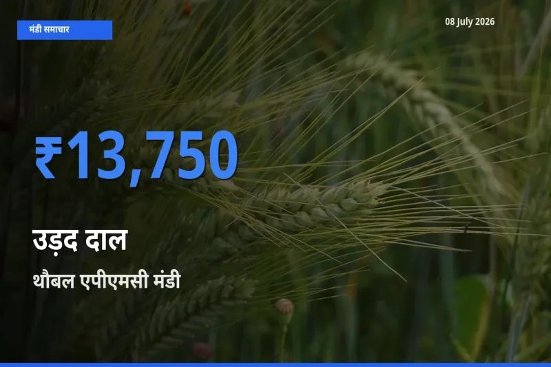 टॉप मंडी बना थौबल एपीएमसी! उड़द दाल के सबसे ऊँचे दाम यहीं दर्ज