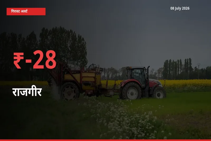 तेज़ गिरावट! मंडी में राजगीर के दाम 27.64% लुढ़के