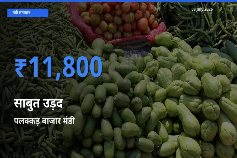 पलक्कड़ बाजार में साबुत उड़द का आज सबसे ऊँचा भाव