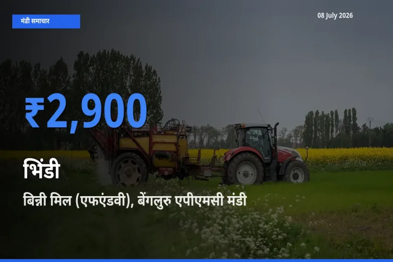 बिन्नी मिल (एफएंडवी), बेंगलुरु एपीएमसी मंडी में आज भिंडी के सबसे ऊँचे दाम दर्ज