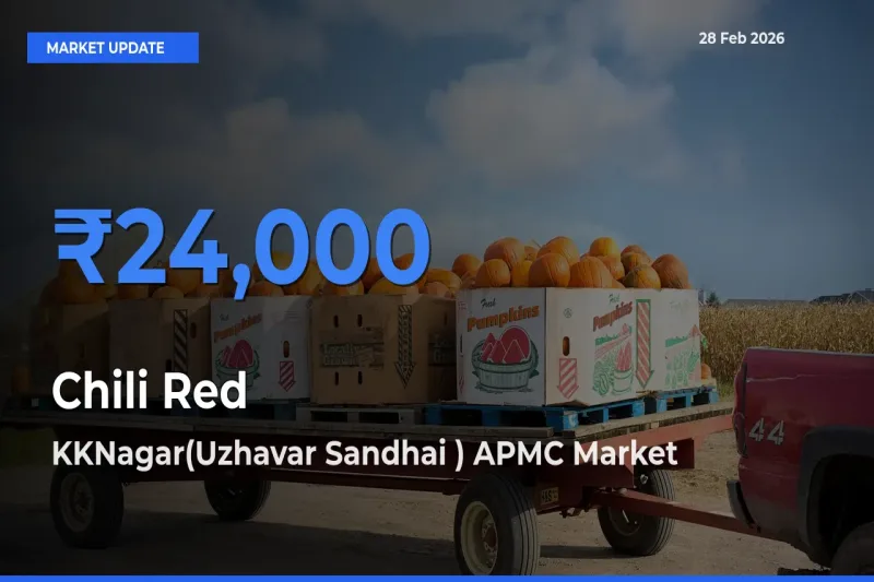 KKNagar(Uzhavar Sandhai ) APMC Emerges as Top Mandi for Chili Red Prices Today