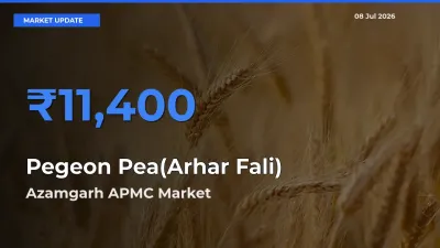 Farmers Prefer Azamgarh APMC as Pegeon Pea(Arhar Fali) Hits Highest Rate