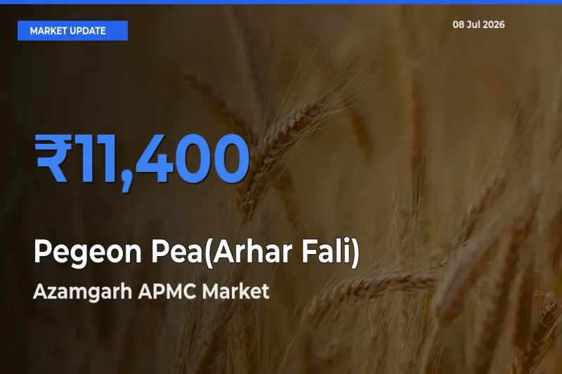 Farmers Prefer Azamgarh APMC as Pegeon Pea(Arhar Fali) Hits Highest Rate