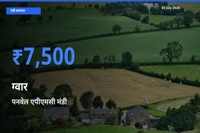 आज ग्वार के सबसे ऊँचे दाम ₹7,500 पनवेल एपीएमसी मंडी में