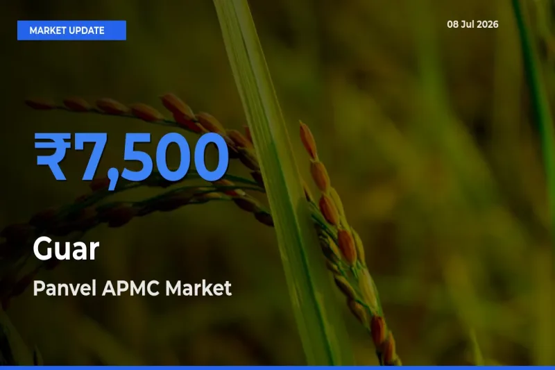 Panvel APMC Records Highest ₹7,500 Rate for Guar