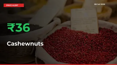 Big Rally! Cashewnuts Climbs 36.27% in 24 Hours at Top Mandis