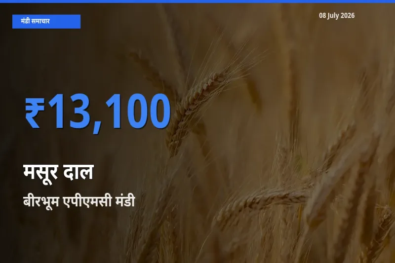 आज मसूर दाल के सबसे ऊँचे दाम ₹13,100 बीरभूम एपीएमसी मंडी में