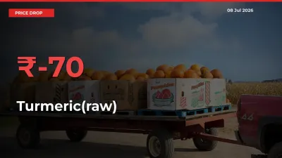 Sharp Fall! Turmeric(raw) Prices Plunge 69.56% in a Day at Key Mandis